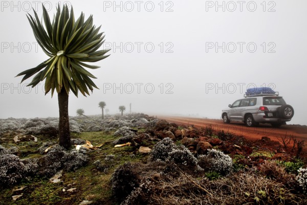 Giant lobelia on the side of the road in the fog of the Bale Mountains, Bale Mountains, Oromia, Ethiopia