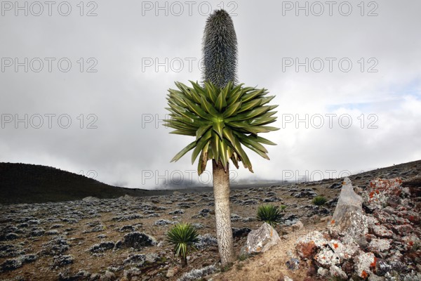 Single giant lobelia on the Sanetti Plateau surrounded by rocks and fog, Bale Mountains, Ethiopia