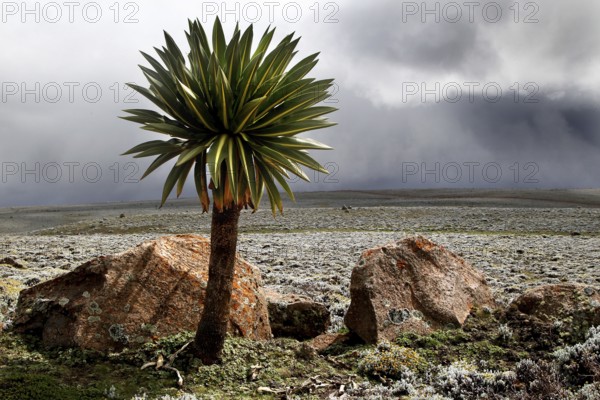 Giant lobelia surrounded by rocks on a plateau with a dramatic cloud background, Bale Mountains, Sanetti Plateau, Ethiopia