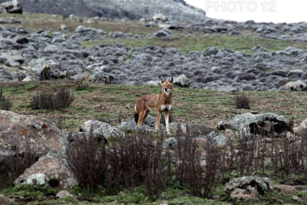 An Ethiopian wolf stands alert between rocks on the Sanetti Plateau, Bale Mountains, Sanetti Plateau, Ethiopia
