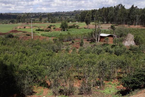 Khat fields stretch across a vast, green landscape, Awaday, Ethiopia
