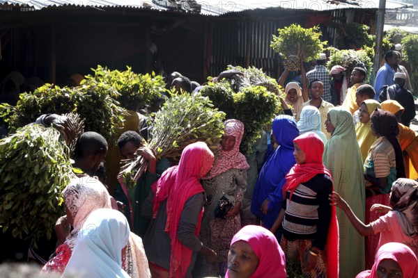 Crowd of people buying and selling khat in the sun, Awaday, Ethiopia