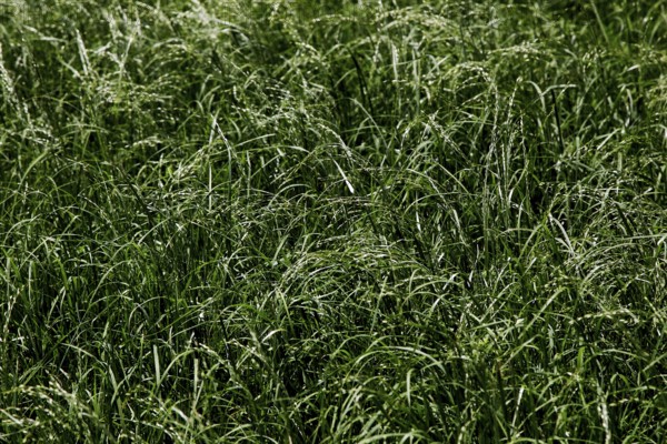 Dense tefffeld shows agricultural wealth in Awassa, Awassa, Sidama, Ethiopia