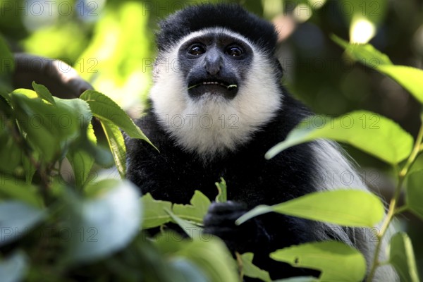 Close-up of a Columbus monkey in its natural environment, Awassa, Sidama, Ethiopia