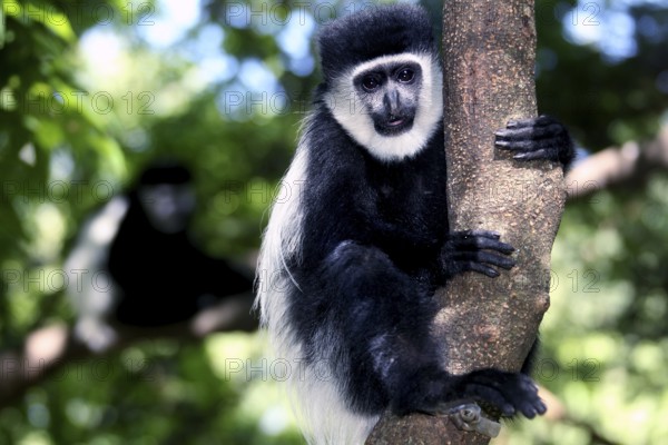 Columbus monkeys climb a tree surrounded by green foliage, Awassa, Sidama, Ethiopia