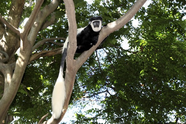 Colobus monkey resting on a branch high up in a densely wooded area, Awassa, Ethiopia