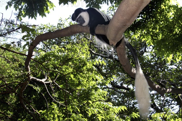 Colobus monkey moves along a branch surrounded by green leaves, Awassa, Ethiopia
