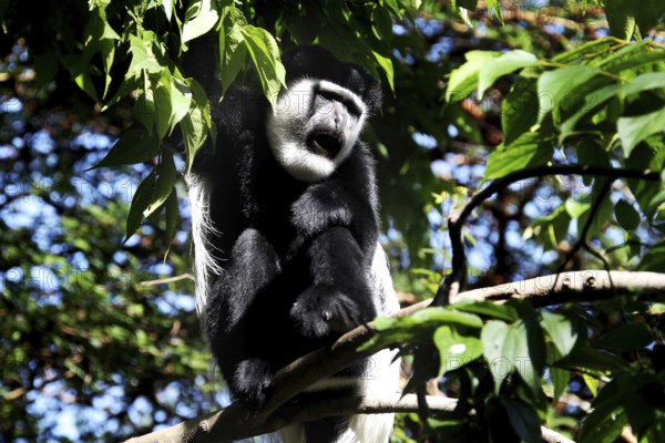 Colobus monkey sitting on a branch in the forest with thick green leaves, Awassa, Ethiopia