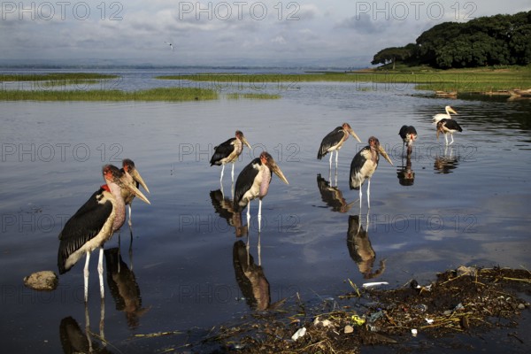 Several maraboos stand in the water of a lake surrounded by nature, Awassa, Ethiopia