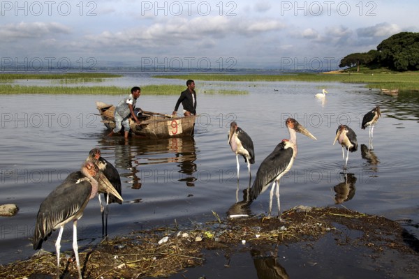 Fishermen bring boats ashore surrounded by maraboos at the lake, Awassa, Ethiopia