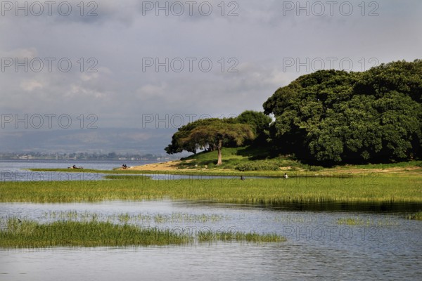 Green shore on Lake Awassa with lush trees and calm water, Awassa, Oromia, Ethiopia