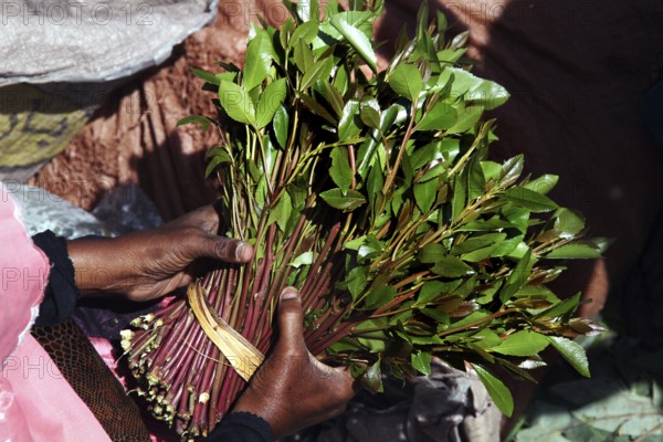Hands present freshly harvested khat at the market, Awaday, Ethiopia