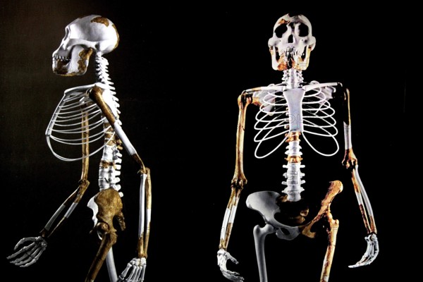 Skeleton of Lucy in the National Museum of Addis Ababa in an exhibition, Addis Ababa, Ethiopia