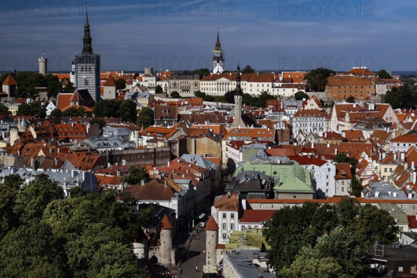 Panorama of Old Tallinn with church towers and historic buildings, blue sky, Tallinn, Harju, Estonia