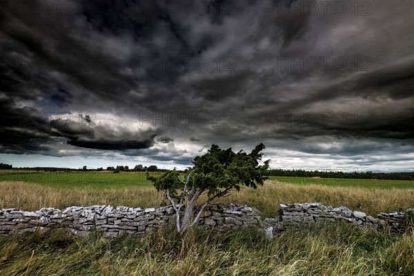 Lonely landscape with stone wall and special tree in Vilsandi National Park, Vilsandi National Park, Saarema, Estonia