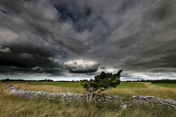 Wide landscape in Vilsandi National Park with dramatic sky and stone wall, Vilsandi National Park, Saaremaa, Estonia