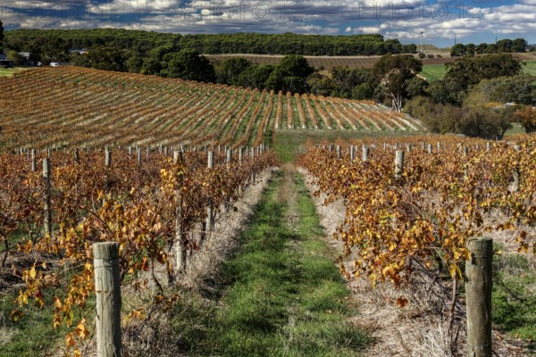 Idyllic Barossa Valley vineyards in autumn colors, Barossa Valley, South Australia, Australia