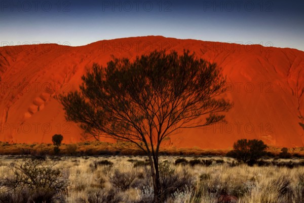 Uluru with tree in the foreground, in the warm light of the outback, Uluru, Northern Territory, Australia