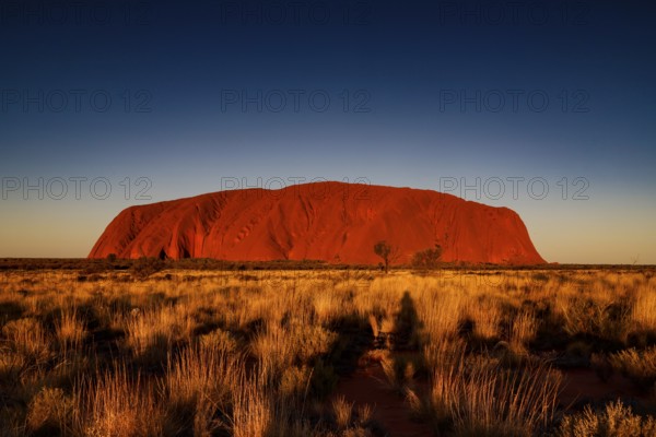 Uluru in warm colors just in front of sunset in the Australian Outback, Uluru, Northern Territory, Australia