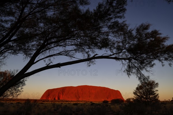 Uluru in the evening light, framed by thick tree branches, Uluru, Northern Territory, Australia