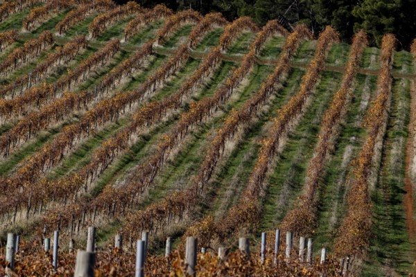 Arranged rows of vines in the Barossa Valley in rich autumn tones, Barossa Valley, South Australia, Australia