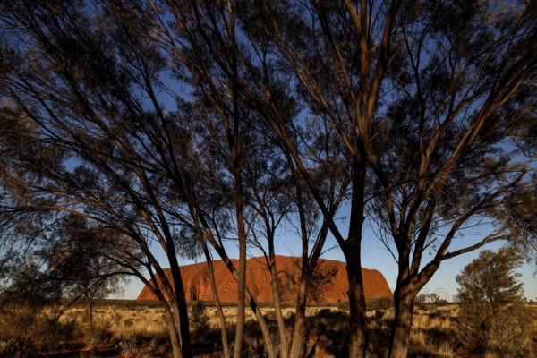 Uluru seen through the frame of trees in the evening light, Uluru, Northern Territory, Australia