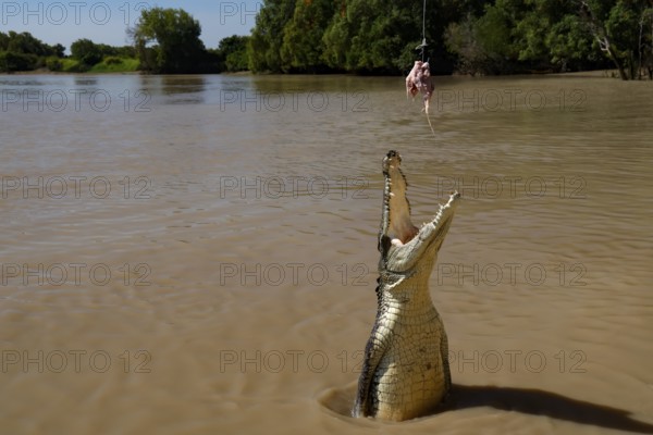 Groin crocodile jumping out of water with a person standing in the background, Adelaide River, Northern Territory, Australia