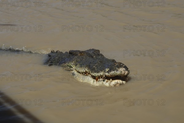 Saltwater crocodile swims in the still water of the Adelaide River, Adelaide River, Northern Territory, Australia