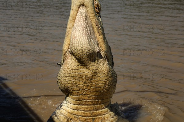 Upright groin crocodile in Adelaide River, dripping with water, Adelaide River, Northern Territory, Australia