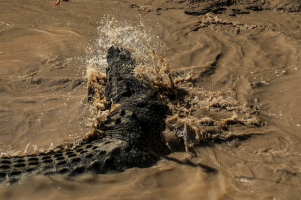 Saltwater crocodile glides through the splashing water of the Adelaide River, Adelaide River, Northern Territory, Australia