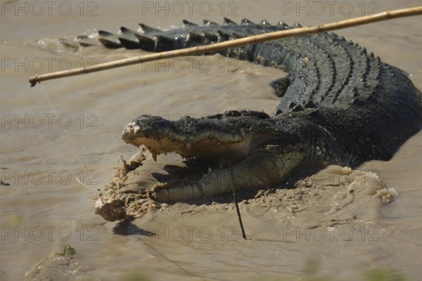 A groin crocodile in the muddy water of the Adelaide River, with its mouth wide open, Adelaide River, Northern Territory, Australia