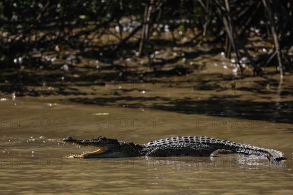 Saltwater crocodile swims in calm water near mangroves, Adelaide River, Northern Territory, Australia