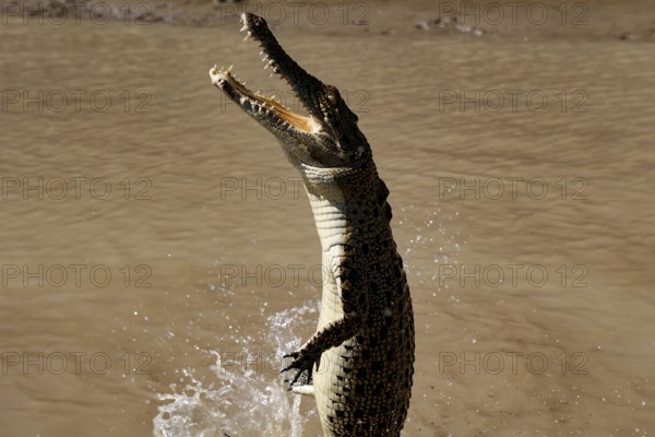 Saltwater crocodile jumps out of water. The scene shows the powerful crocodile in brown water, Adelaide River, Northern Territory, Australia