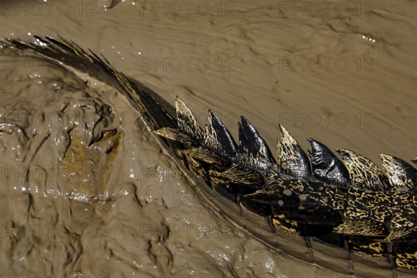 Close-up of a groin crocodile tail in muddy water, Adelaide River, Northern Territory, Australia