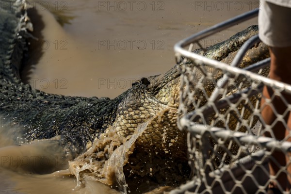 A saltwater crocodile near a grid in the shallow water of the Adelaide River, Adelaide River, Northern Territory, Australia