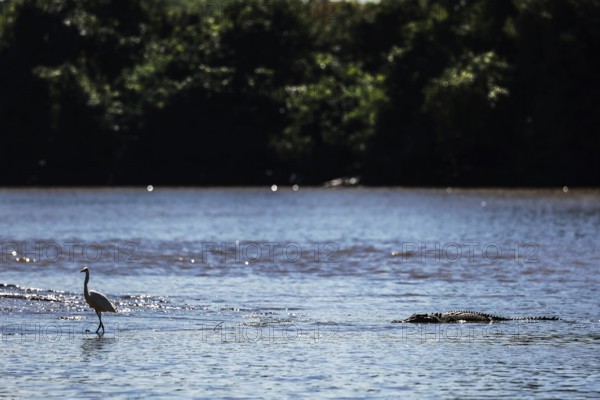 A great egret and a crocodile in the calm waters of the Adelaide River, Adelaide River, Northern Territory, Australia