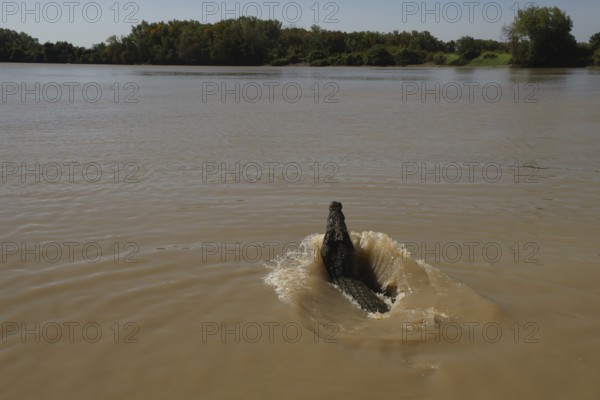 Saltwater crocodile emerges from brown river water in Adelaide River, Adelaide River, Northern Territory, Australia