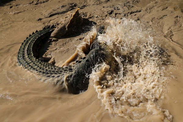 Groin crocodile splashes in muddy water of Adelaide River, Adelaide River, Northern Territory, Australia