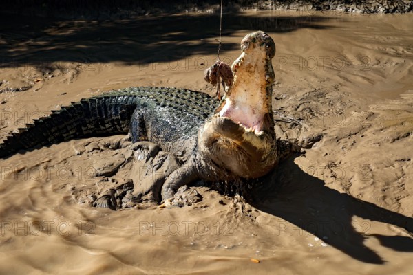 A groin crocodile with a wide mouth in the muddy water of the Adelaide River, Adelaide River, Northern Territory, Australia
