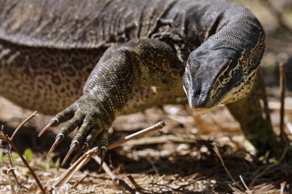 Large argus dragon crawls attentively across stony ground, Adelaide River, Northern Territory, Australia