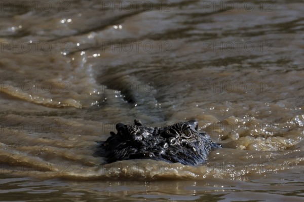 Large male groin crocodile swimming in water, Adelaide River, Northern Territory, Australia
