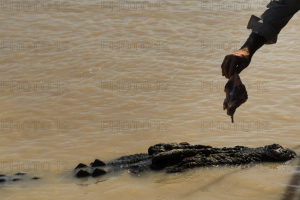 Hand holding food over a groin crocodile floating in water, Adelaide River, Northern Territory, Australia