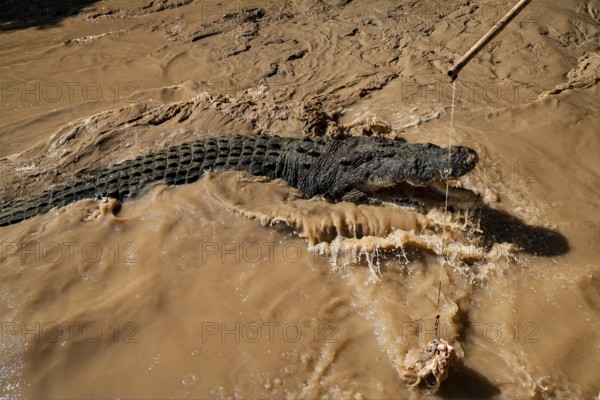 Groin crocodile swims in muddy water of Adelaide River, Adelaide River, Northern Territory, Australia