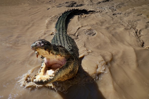 Saltwater crocodile in Adelaide River with open mouth in muddy water, Adelaide River, Northern Territory, Australia