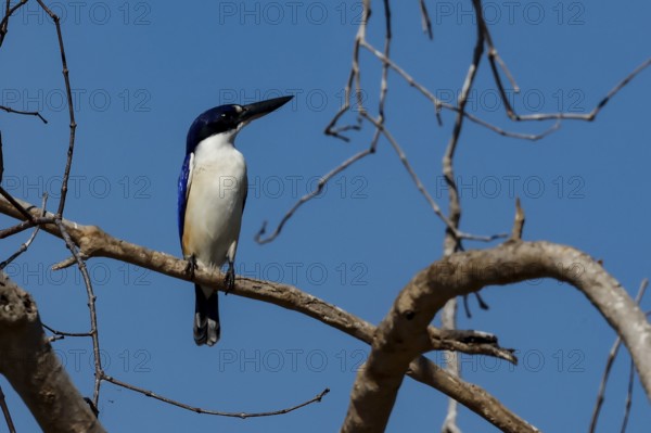 A mirror recess sits on a branch against a clear sky on the Adelaide River, Adelaide River, Northern Territory, Australia