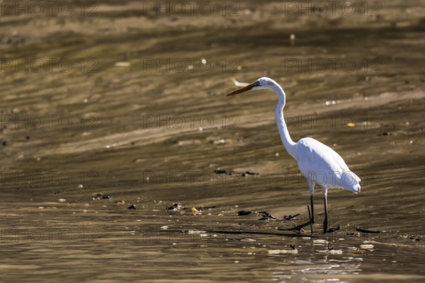 A great egret stands in calm water on the banks of the Adelaide River, Adelaide River, Northern Territory, Australia