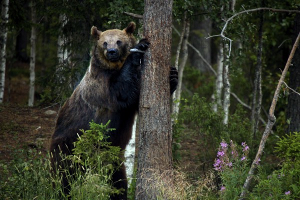 Brown bear in Kuusamo forest leaning close to a tree, Kuusamo, Finland