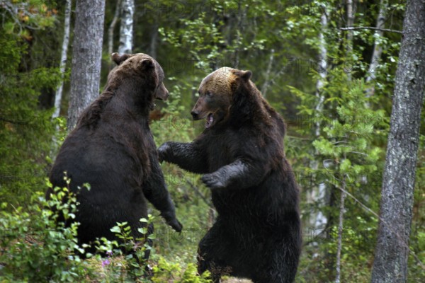 Two bears fight in the thick forest of Kuusamo, Kuusamo, Finland