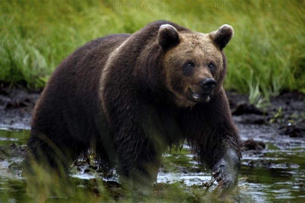 Brown bear wades through a body of water in Kuusamo Forest, Kuusamo, Finland