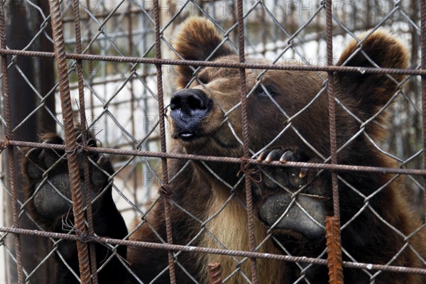Bear captured in a kennel in Suurpetokeskus, Kuusamo, Finland